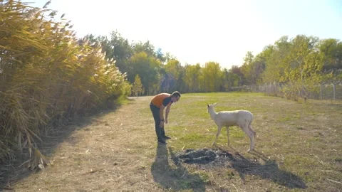 Man playing with a white young deer Stock Footage 141239675