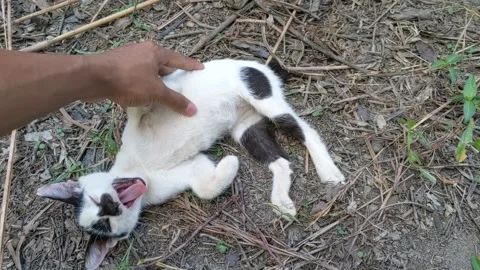 A man plays with a cat by gently tickling the cat's body Stock Footage 320496411