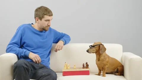 A man plays chess with a dachshund. Stock Footage 167015992