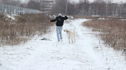 Man plays with a dog Stock Footage 33471773