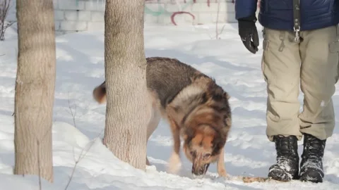 A man plays with a dog in winter Stock Footage 233921193
