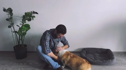A man plays with his corgi part II. Stock Footage 253703623