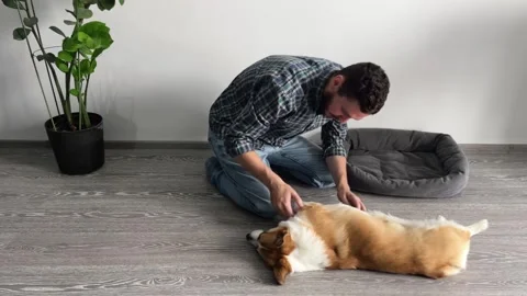A man plays  with his Welsh corgi at home Stock Footage 253708437