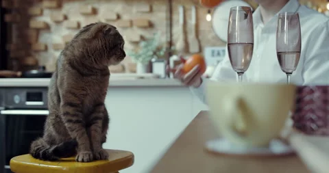 A man plays with oranges while the cat quietly looks at him Video stock 134770411