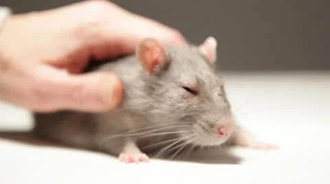 A man plays with a rat Stock Footage 22232778