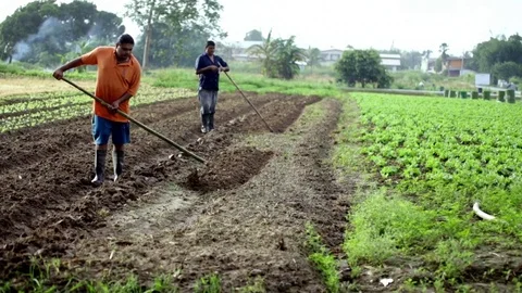 Man ploughs land 스톡 동영상 77160800
