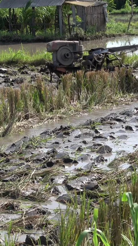 Man plowing a rice field with 2 wheels mud tractor Stock-Footage 222983117