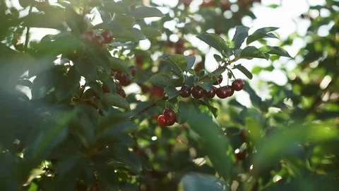 Man Plucked Berries From A Tree. Stock Footage 100875831