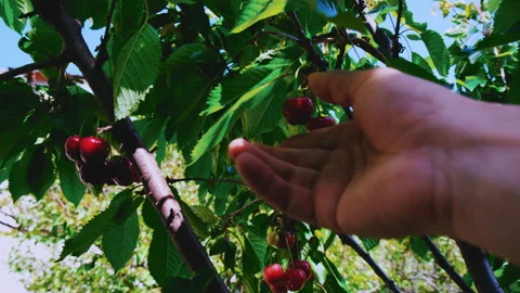 Man plucking cherries from a tree Stock Footage 196750702