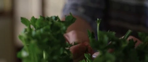 Man plucking herbs from a bunch Stock Footage 69200739