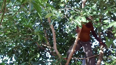 Man plucking Java plums from tree Stock Footage 77574628