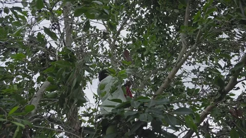 A man plucking ripe java plum or syzygium cumini fruits amidst tree branches Stock Footage 251660763