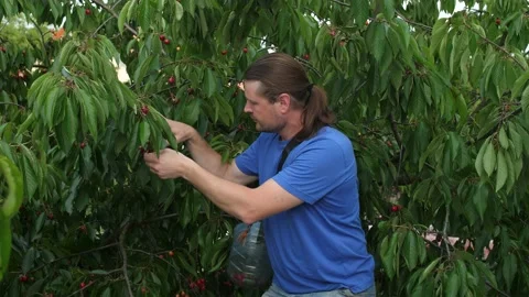 A man plucks cherries from a tree. Vídeos de archivo 132920046