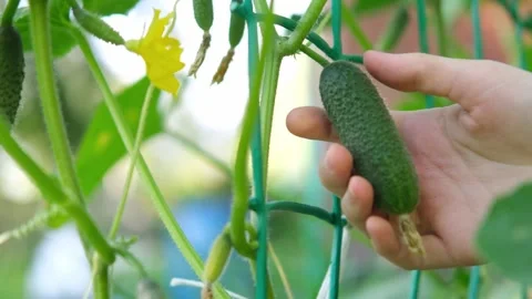 A man plucks a cucumber from a bed. The process of harvesting. Stock Footage 280959493