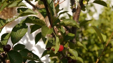 Man plucks ripe cherry on a tree Stock Footage 122096526