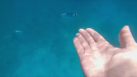 Man point of view underwater diving Stock Footage 163530602