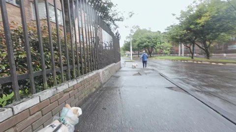 Man point of view while leading two small dogs on leashes. 動画素材 338365030