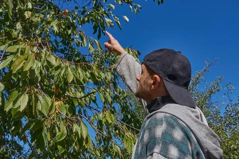 The man points to the cherry tree. Stock Photos