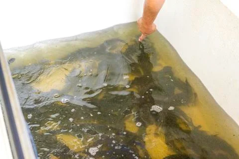 The man points to the fish in the tank. Stock Photos