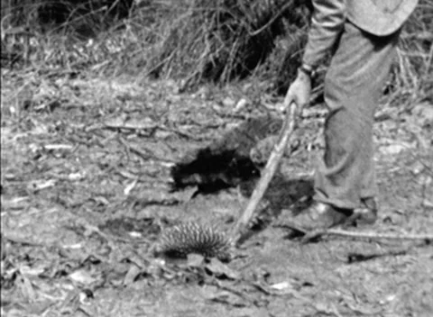 Man Poking Echidna (1932) Stock Footage 155687945