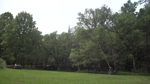 Man with Pole Saw Cuts Down Tall Tree Stock Footage 148162633