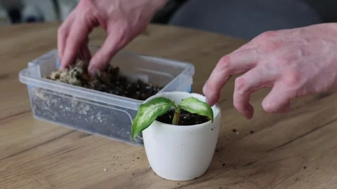 Man potting small sprout in a flower pot. 4K Stock Footage 276653301