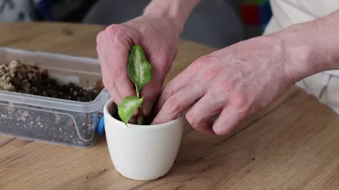 Man potting small sprout with long roots of Dieffenbachia. 4K Stock Footage 276480064