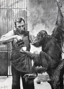 A man pouring coffee into a cup held by an ape, the orangutan Rolf in the Stock-Illustration
