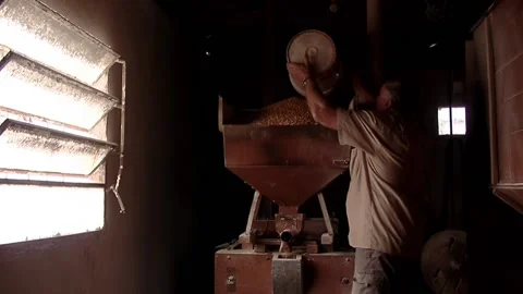 Man Pouring Grain into Hopper of Old Flour Mill, Illuminated by Natural Light  Stock Footage 153765717