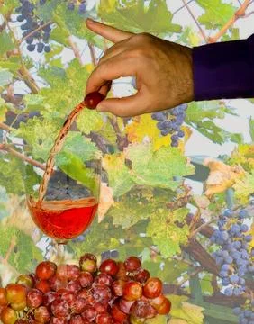 A man pouring wine from a grape. Stock Photos