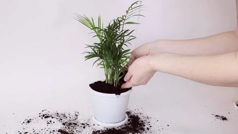 A man pours earth or soil from his hands for transplanting Stock Footage 151411824