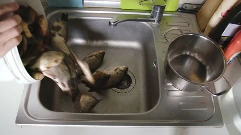 A man pours a fish catch into the washbasin. Stock Footage 212003311