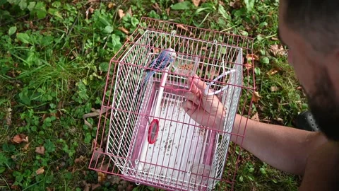The man pours grain for the parrot into the feeder and feeds it. Stock-Footage 326955429
