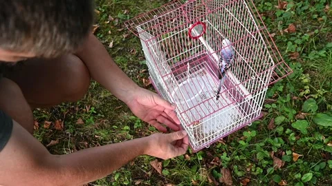 The man pours grain for the parrot into the feeder and feeds it. Stock Footage 330994873