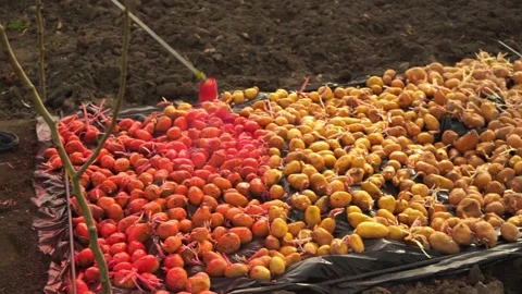 The man pours the potato potion Stock Footage 152027926