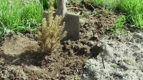 A man pours water on a planted small, almost dried-up Christmas tree Vídeos de archivo 237012257