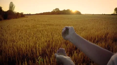Man pours wheat on background of a wheat field in the sunset rays Stock Footage 67954045