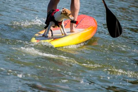 Man practicing paddle surf with her dog on the surfboard Stock Photos