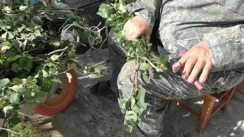 A man prepares birch brooms for the bath Video stock 136566836