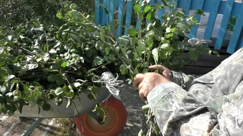 A man prepares birch brooms for the bath Stock Footage 136567360