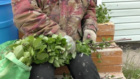A man prepares brooms for a bath Stock Footage 198324189