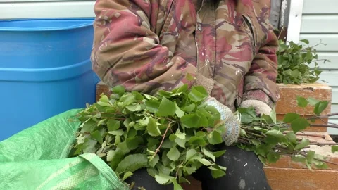 A man prepares brooms for a bath Stock Footage 198324327