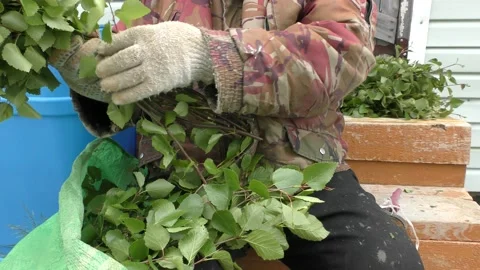 A man prepares brooms for a bath Stock Footage 198324883