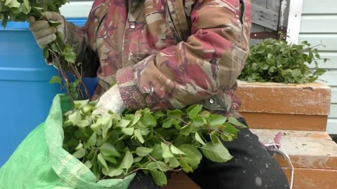 A man prepares brooms for a bath Stock Footage 198324947