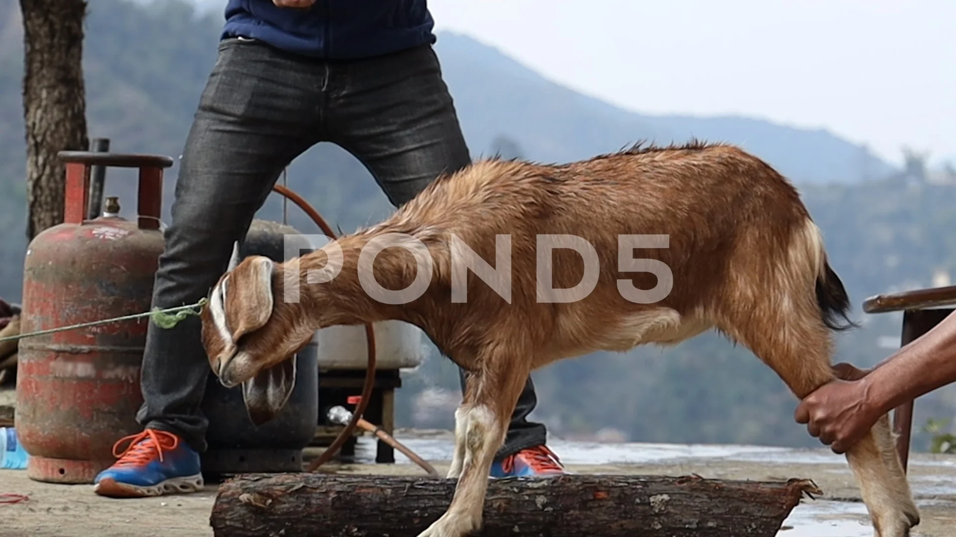 Man prepares a goat for sacrifice. | Stock Video | Pond5