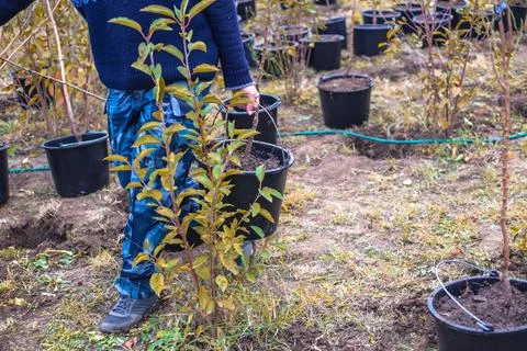 A man prepares to plant a tree sapling in a plastic pot in the garden. Starting Stock Photos