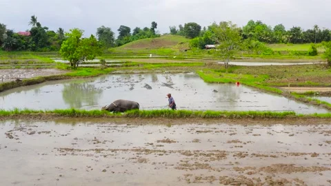 A man prepares a rice field with the help of a bull with a plow, top view. Stock Footage 142680209
