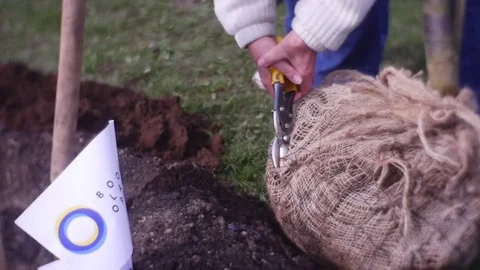 Man Prepares a Sapling For Landing Into Soil Stock Footage 74274407