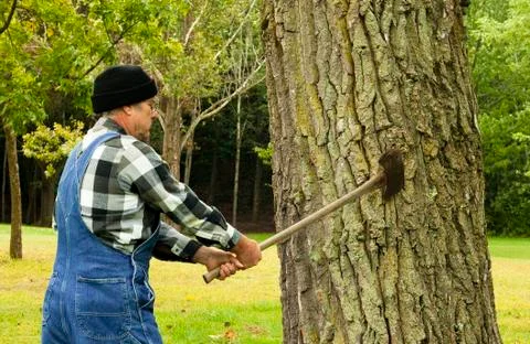 Man preparing to chop down tree 库存照片
