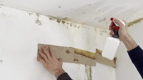 Man preparing cleaning tools for mold removal Video stock 333305507